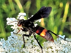 Poecilopompilus algidus