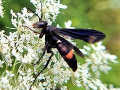 Poecilopompilus algidus