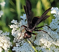 Poecilopompilus algidus