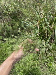 Eragrostis hypnoides