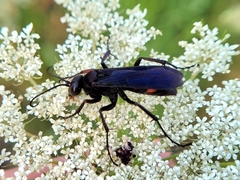 Poecilopompilus algidus