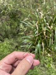 Eragrostis hypnoides