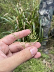Eragrostis hypnoides