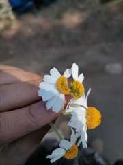 Podachaenium eminens