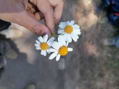 Podachaenium eminens