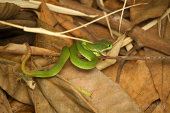 Trimeresurus macrops