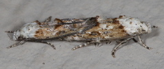 Mompha rufocristatella