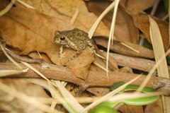 Trimeresurus macrops