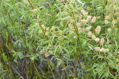 Salix petiolaris