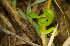 Trimeresurus macrops