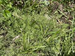 Eragrostis hypnoides