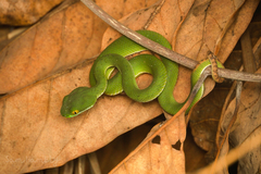 Trimeresurus macrops