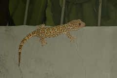 Gekko gecko gecko