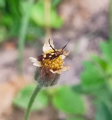 Eretmocera impactella
