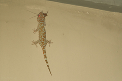 Gekko gecko gecko