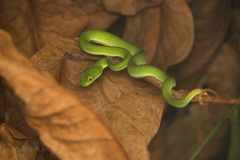 Trimeresurus macrops