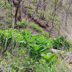 Veratrum dahuricum
