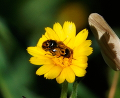 Cryptocephalus rugicollis