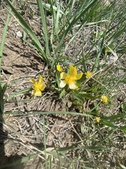 Ranunculus glaberrimus