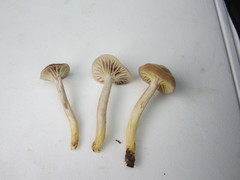 Cuphophyllus lamarum