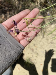 Caulanthus amplexicaulis