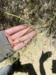 Caulanthus amplexicaulis