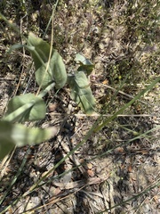 Caulanthus amplexicaulis