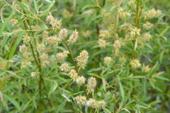 Salix petiolaris