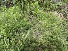 Eragrostis hypnoides