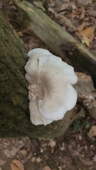 Pleurotus cystidiosus