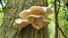 Pleurotus cystidiosus