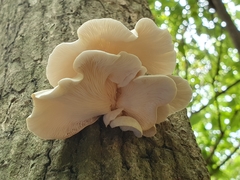 Pleurotus cystidiosus