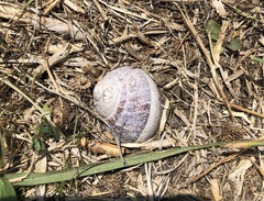 Cornu aspersum