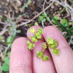 Chrysosplenium flagelliferum
