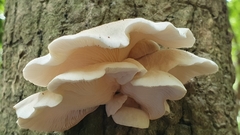 Pleurotus cystidiosus