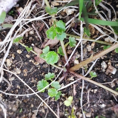 Chrysosplenium flagelliferum