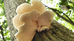 Pleurotus cystidiosus