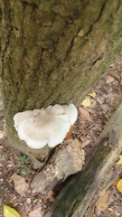 Pleurotus cystidiosus