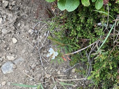 Rhododendron tomentosum