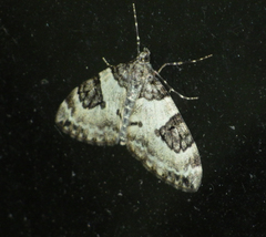 Thera vetustata