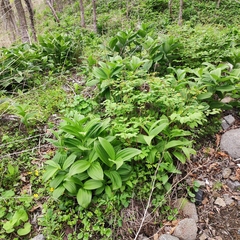 Veratrum dahuricum