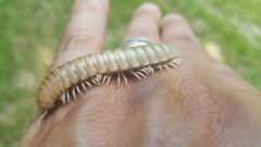 Dicellarius bimaculatus fictus