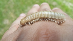 Dicellarius bimaculatus fictus