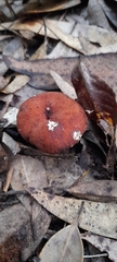 Lactifluus clarkeae