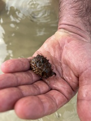 Tetraodontiformes