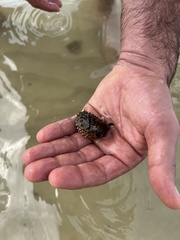 Tetraodontiformes