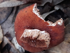Lactifluus clarkeae