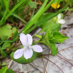 Viola acuminata