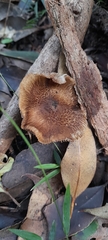 Inocybe calopedes