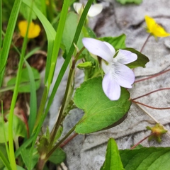 Viola acuminata
